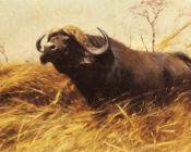 An African Buffalo - 弗里德里克·威廉·库纳特